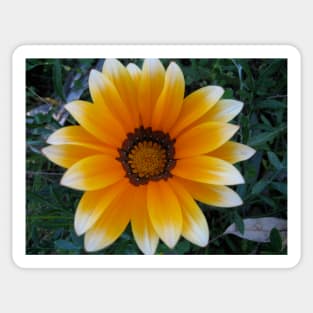 Gazania 13 Sticker